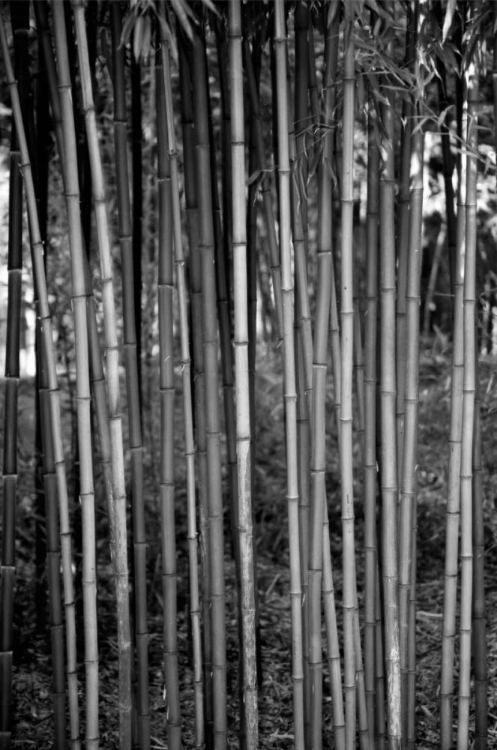 Picture of BEACH FOLIAGE 2