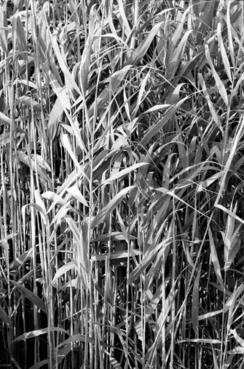 Picture of BEACH FOLIAGE 4