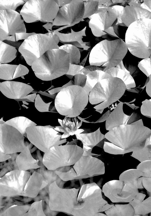 Picture of BEACH FOLIAGE 5