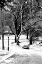 Picture of CENTRAL PARK SNOWY SCENE