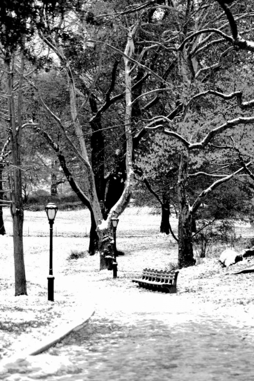 Picture of CENTRAL PARK SNOWY SCENE