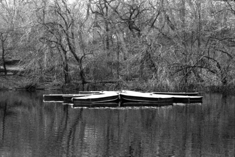 Picture of CENTRAL PARK ROWBOATS TOGETHER
