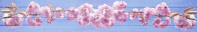 Picture of PINK BLOSSOMS
