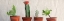 Picture of POTTED ROW