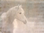 Picture of WHITE KNIGHT SERENITY