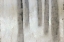Picture of TRUNKS