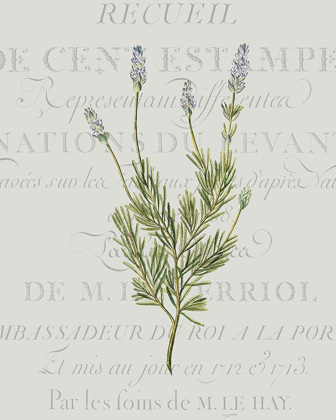 Picture of FRESH HERBS 1