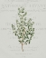 Picture of FRESH HERBS 2