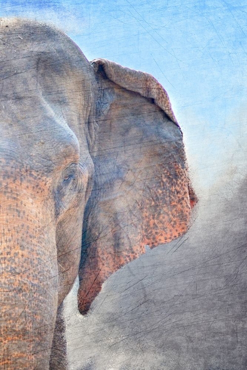 Picture of AFRICAN ELEPHANT B