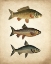 Picture of FISH B