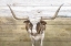Picture of LONGHORN