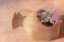 Picture of IN BLOOM