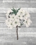 Picture of CHERRY BLOSSOM 2