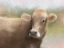 Picture of SUMMER ON THE FARM