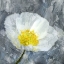 Picture of POPPY BLUES 1