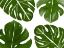 Picture of TROPIC GREEN 2