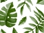 Picture of TROPIC GREEN 1