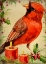 Picture of CHRISTMAS CARDINAL
