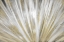 Picture of BURST OF DAY