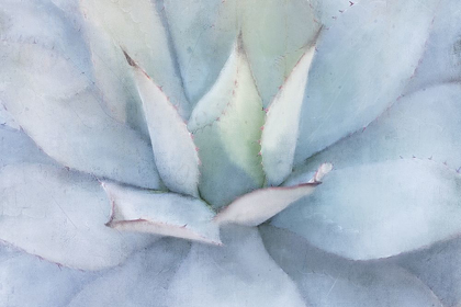 Picture of SERENE SUCCULENT