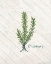 Picture of FRESH HERBS 1