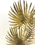 Picture of FERNS 2
