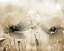 Picture of VINTAGE POPPY 1