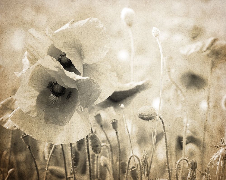Picture of VINTAGE POPPY 2