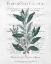 Picture of BOTANICAL 1