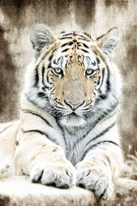 Picture of CONCENTRATION