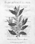 Picture of DEFUSED BOTANICAL 1