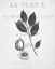Picture of DEFUSED BOTANICAL 3