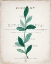 Picture of BOTANICAL PAGES 2