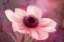 Picture of BLOOMING PINK