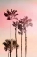Picture of PINK SUNSET 1