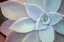 Picture of SOFTLY