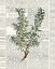 Picture of FRESH HERBS 1