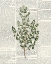 Picture of FRESH HERBS 3