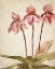 Picture of ORCHIDS 4