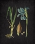 Picture of BLUE IRIS 1