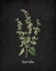 Picture of LEMON BALM
