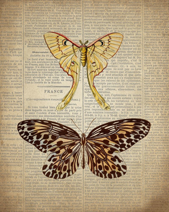 Picture of NEWSPAPER BUTTERFLY 1