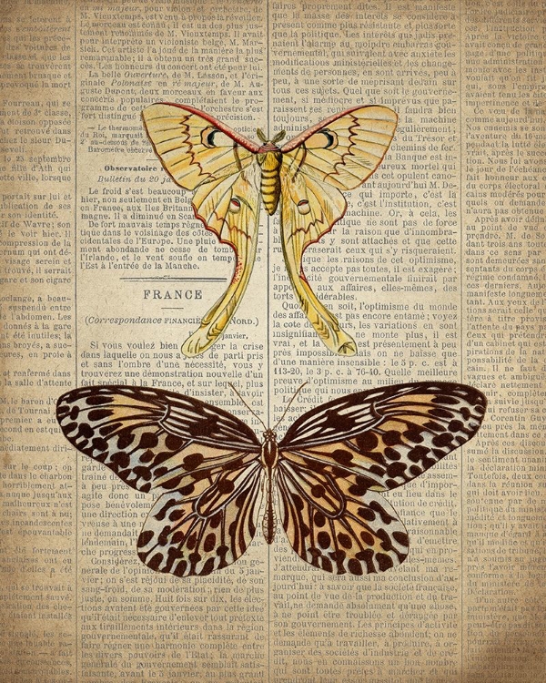 Picture of NEWSPAPER BUTTERFLY 1