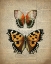 Picture of NEWSPAPER BUTTERFLY 3