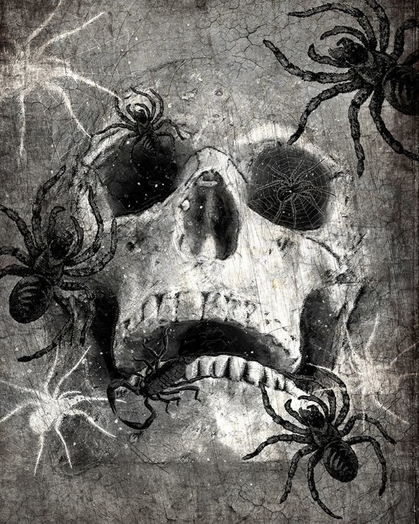 Picture of SPIDER  SKULL