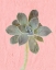 Picture of ON PINK B