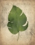 Picture of PALMS D
