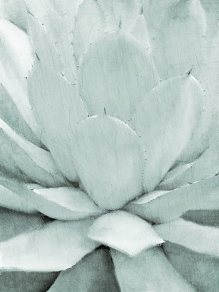 Picture of AGAVE I