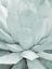 Picture of AGAVE I