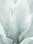 Picture of AGAVE II